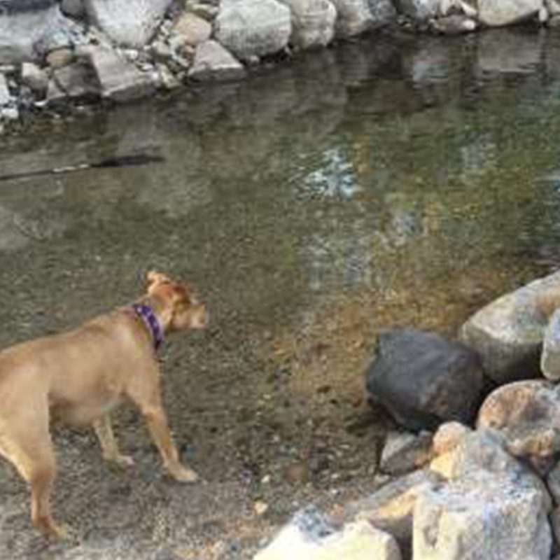 Dog Standing in a creek